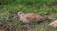 Turtle Dove, New Passage, October 2017