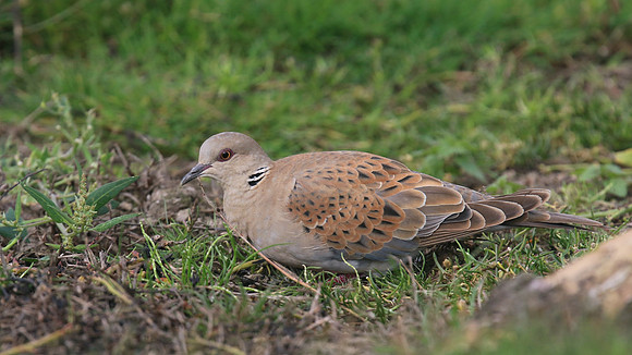 Turtle Dove, New Passage, October 2017
