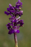 Early Purple Orchid, Selsey Common, May 2025