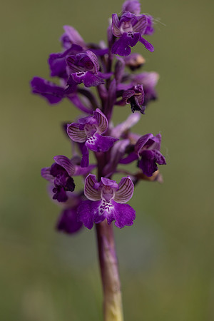 Early Purple Orchid, Selsey Common, May 2025