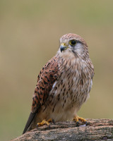 Kestrel, Worcestershire, August 2017.