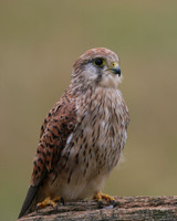 Kestrel, Worcestershire, August 2017.