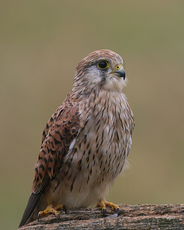 Kestrel, Worcestershire, August 2017.