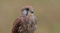 Kestrel, Worcestershire, August 2017.