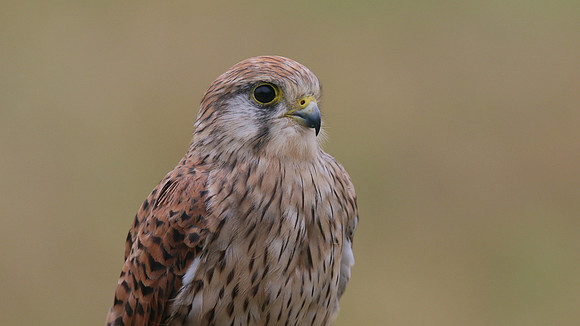 Kestrel, Worcestershire, August 2017.