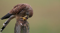 Kestrel, Worcestershire, August 2017.