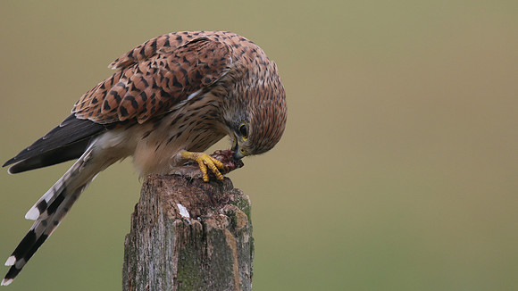 Kestrel, Worcestershire, August 2017.