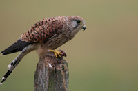 Kestrel, Worcestershire, August 2017.