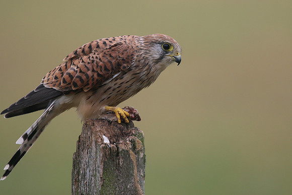 Kestrel, Worcestershire, August 2017.