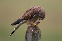 Kestrel, Worcestershire, August 2017.