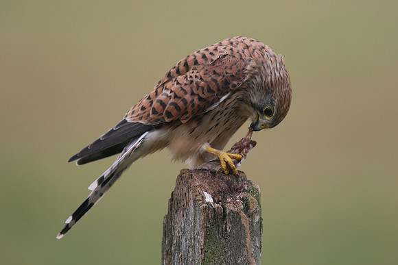 Kestrel, Worcestershire, August 2017.