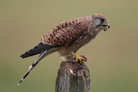 Kestrel, Worcestershire, August 2017.