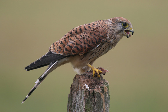Kestrel, Worcestershire, August 2017.