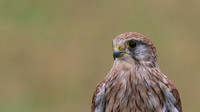 Kestrel, Worcestershire, August 2017.
