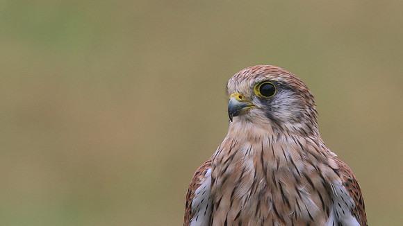 Kestrel, Worcestershire, August 2017.