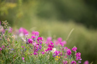 Broad-leaved Everlasting Pea, Edge Hill, July 2022