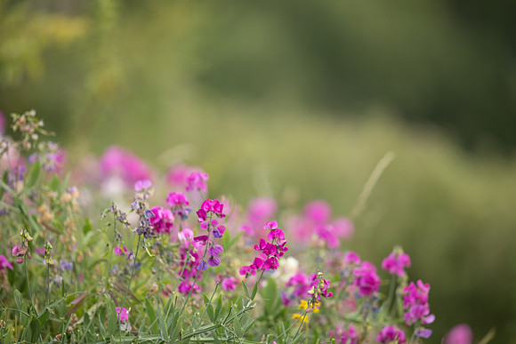 Broad-leaved Everlasting Pea, Edge Hill, July 2022
