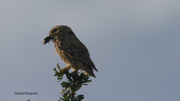 Little Owl, Larnaca Salt Lake 2014