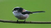 Long-tailed Tit, Tockington, January 2015.