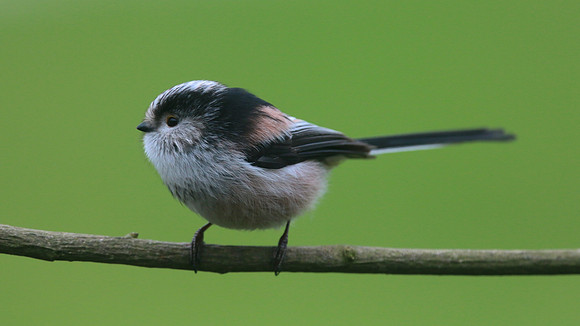 Long-tailed Tit, Tockington, January 2015.