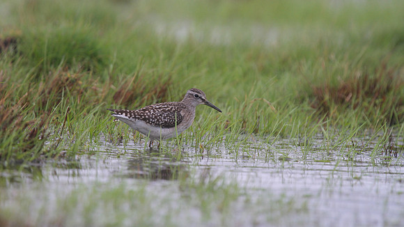 Wood Sandpiper, Northwick Warth, August 2014