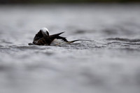 Long-tailed Duck, Raufarhofn, June 2022