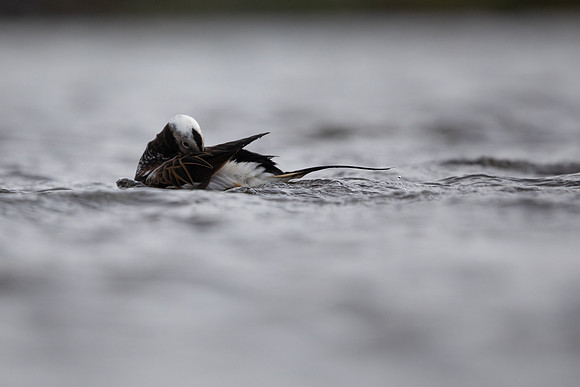 Long-tailed Duck, Raufarhofn, June 2022