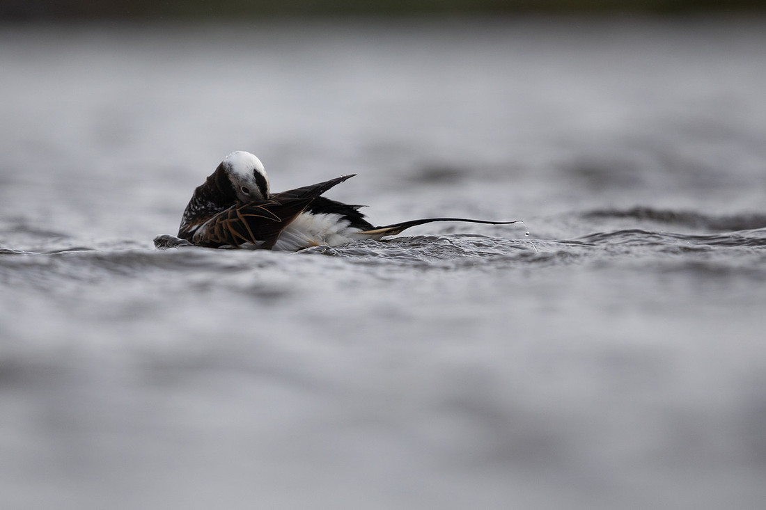 Long-tailed Duck, Raufarhofn, June 2022