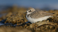 Greater Sand Plover, Paphos Headland, October 2016