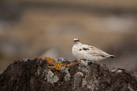 Ptarmigan, Raufarhofn, Iceland, June 2022