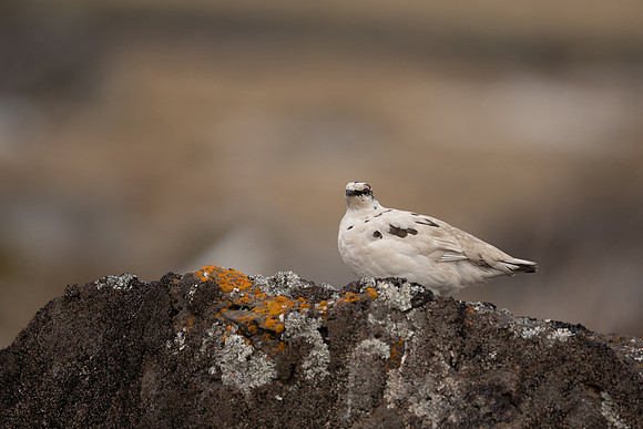 Ptarmigan, Raufarhofn, Iceland, June 2022