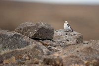 Snow Bunting, Raufarhofn, Iceland, June 2022.