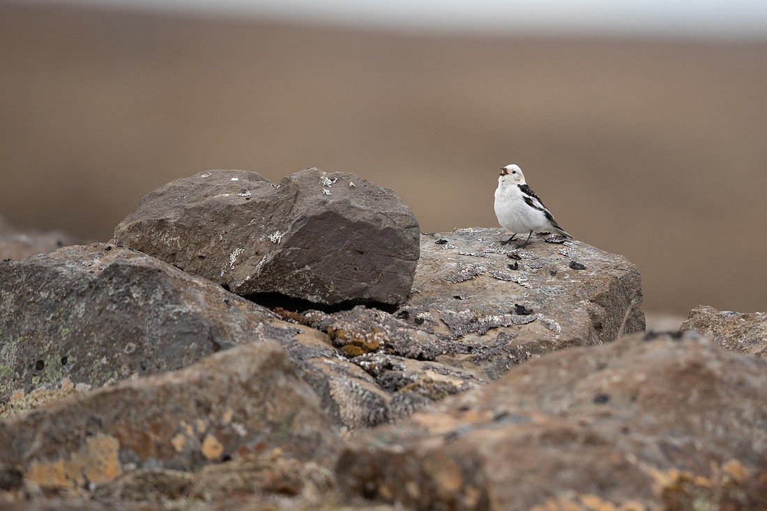 Snow Bunting, Raufarhofn, Iceland, June 2022.