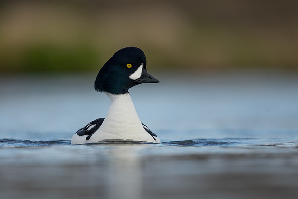 Barrow's Goldeneye,  River Laxa, Iceland, May 2022