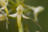 Lesser Butterfly-orchid, Morgans Hill, June 2024