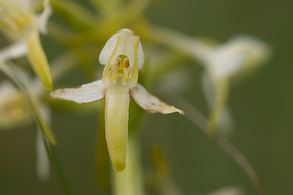 Lesser Butterfly-orchid, Morgans Hill, June 2024