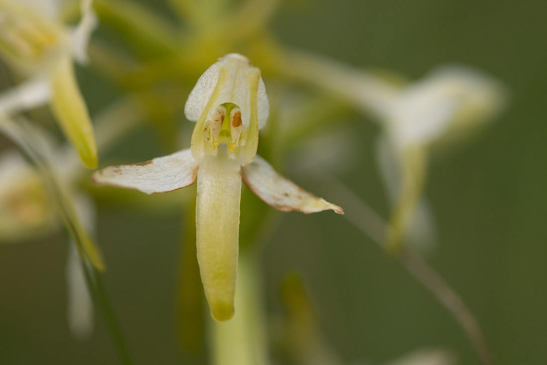 Lesser Butterfly-orchid, Morgans Hill, June 2024