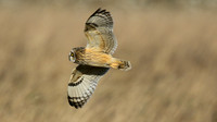 Short-eared Owl, Hawling, January 2015