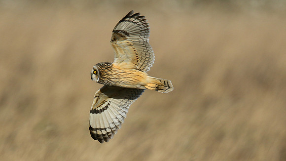 Short-eared Owl, Hawling, January 2015