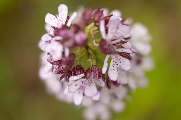 Lady Orchid, Bonsai Bank, May 2024