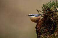 Nuthatch, Forest of Dean, April 2021