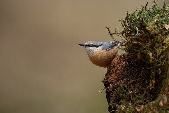 Nuthatch, Forest of Dean, April 2021