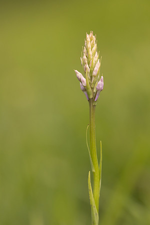 Common Spotted-orchid, Parkgate Down, May 2024