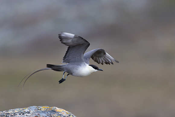 Long-tailed Skua, Áilegas fell, Finland, June 2025