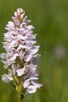 Heath Spotted-orchid, Vicarge Farm, June 2024