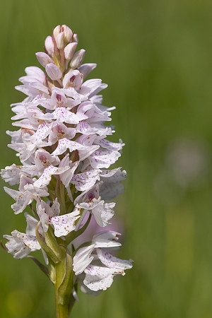 Heath Spotted-orchid, Vicarge Farm, June 2024