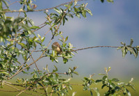 Great Reed Warbler, Slimbridge 2014.