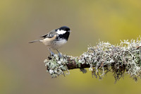 Coal Tit