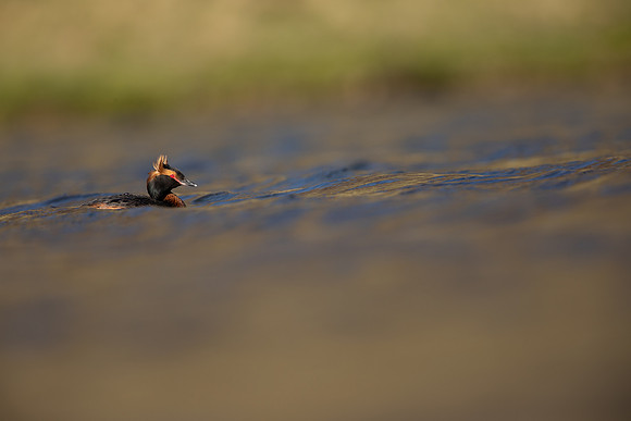 Slavonian Grebe, Iceland, May 2022