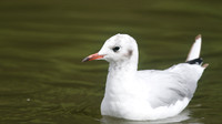 Black-headed Gull, Slimbridge, August 2014